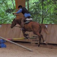 cheval_arc_2_20091009_1743775944